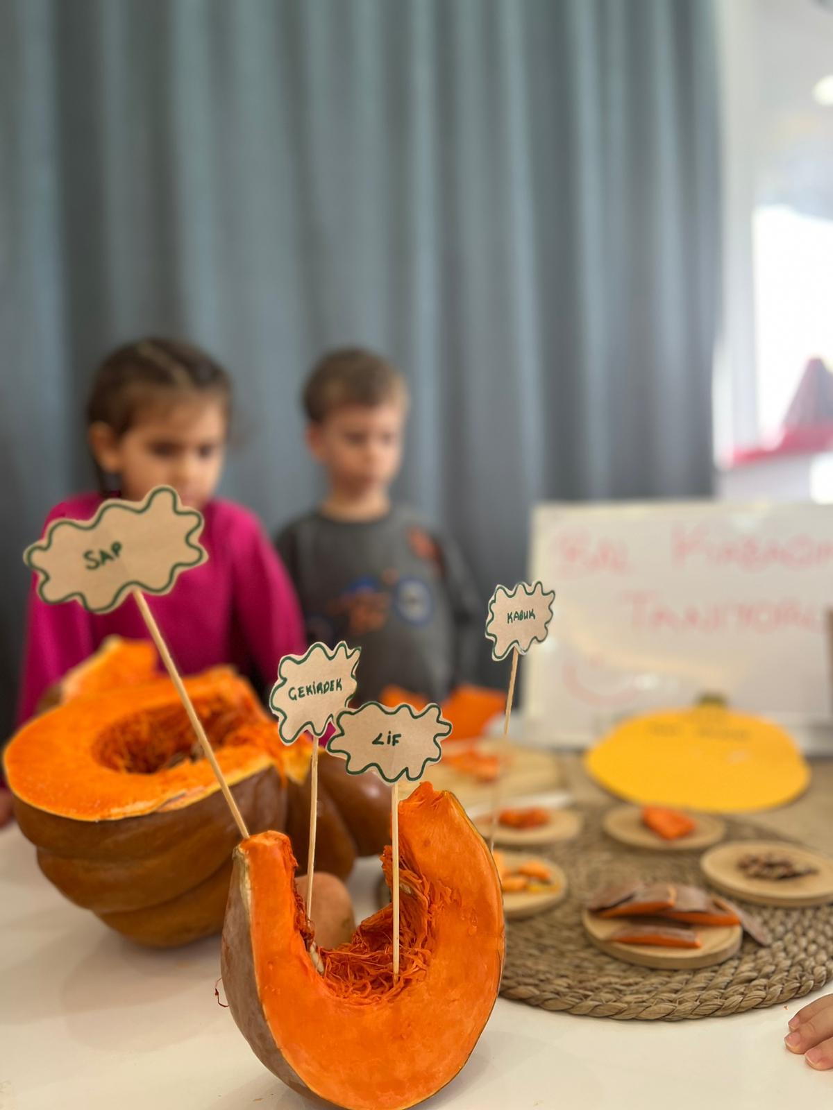 Doğa ve Bilim Atölyesi